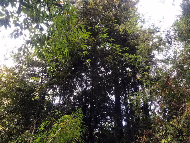 Se vende terreno a 40 minutos de Valdivia, Los Guindos