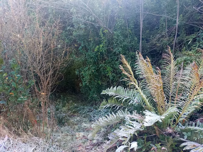 Se vende terreno a 40 minutos de Valdivia, Los Guindos
