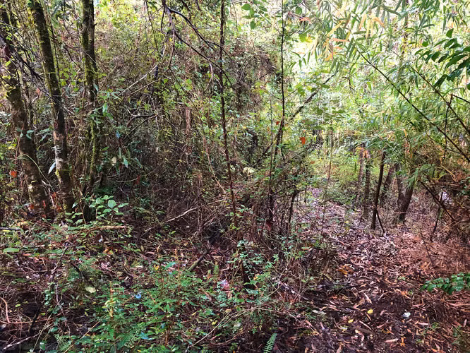 Se vende terreno a 40 minutos de Valdivia, Los Guindos