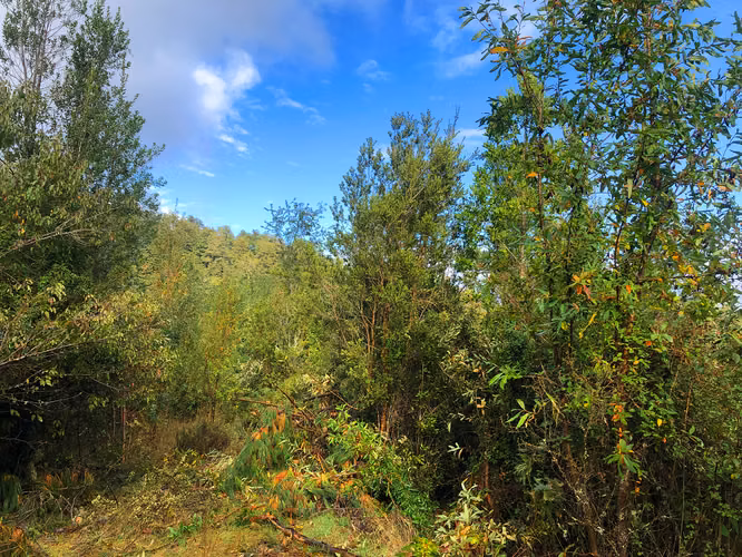 Se vende terreno a 40 minutos de Valdivia, Los Guindos