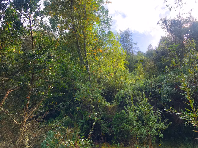Se vende terreno a 40 minutos de Valdivia, Los Guindos