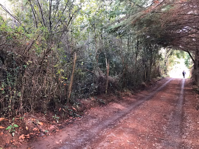 Se vende terreno en el Rebellín 15 minutos a entrada Valdivia