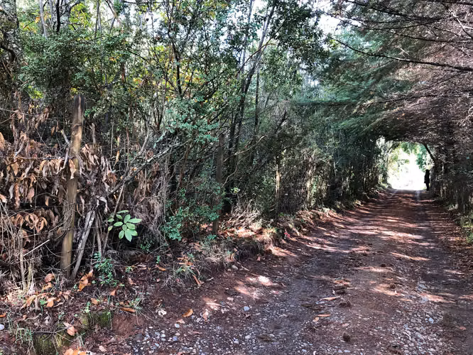 Se vende terreno en el Rebellín 15 minutos a entrada Valdivia