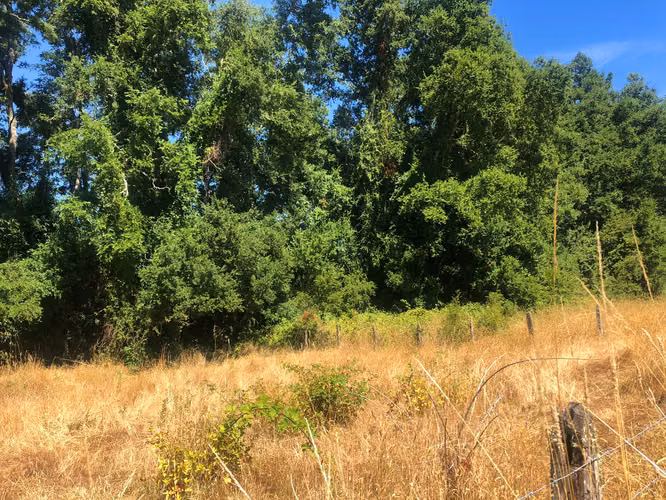 Se venden parcelas 5.000 m² cercano al radio urbano Valdivia