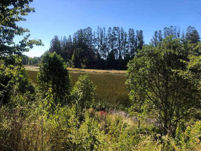 Se venden parcelas 5.000 m² cercano al radio urbano Valdivia