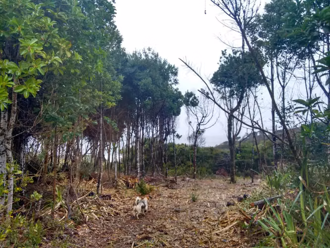 Venta terreno dos hectáreas en Huiro Corral