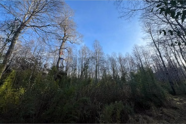 Venta parcela 5.009 m² cercana al río trancura