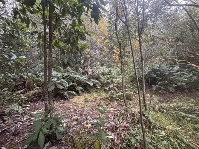 CASA CON ESTERO , BOSQUE Y ARBOLES FRUTALES EN VILLARRICA