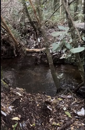 CASA CON ESTERO , BOSQUE Y ARBOLES FRUTALES EN VILLARRICA