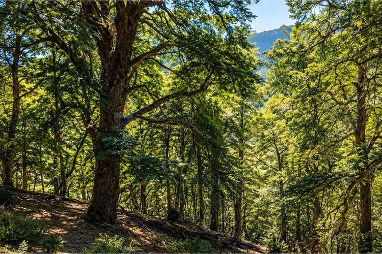 Venta campo reigolil 80,8 ha