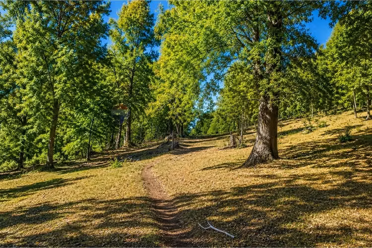 Venta campo reigolil 80,8 ha
