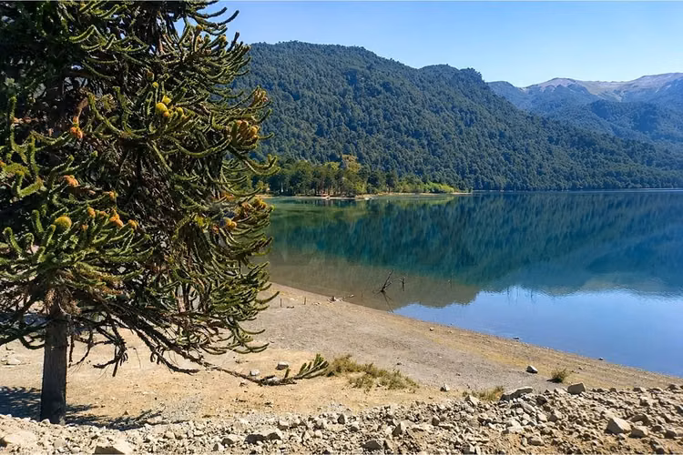 Venta campo reigolil 80,8 ha