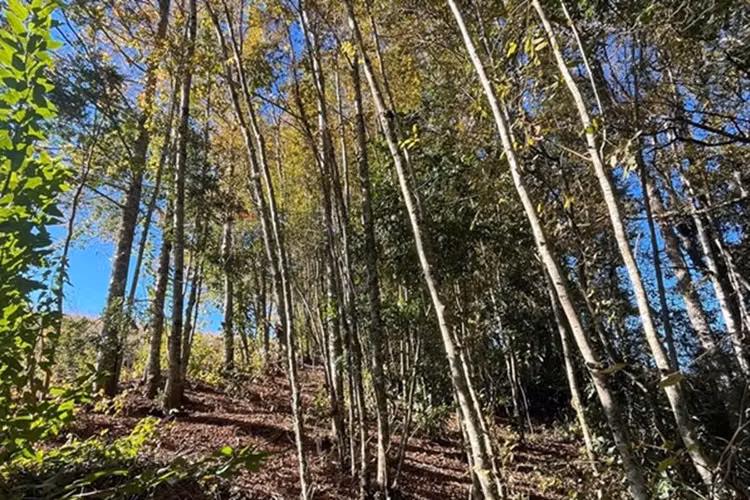Venta terreno 5.164 m² con vista al volcán