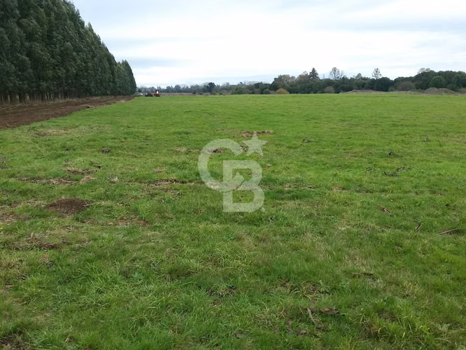 Campo Lechero de Alto Potencial - Osorno