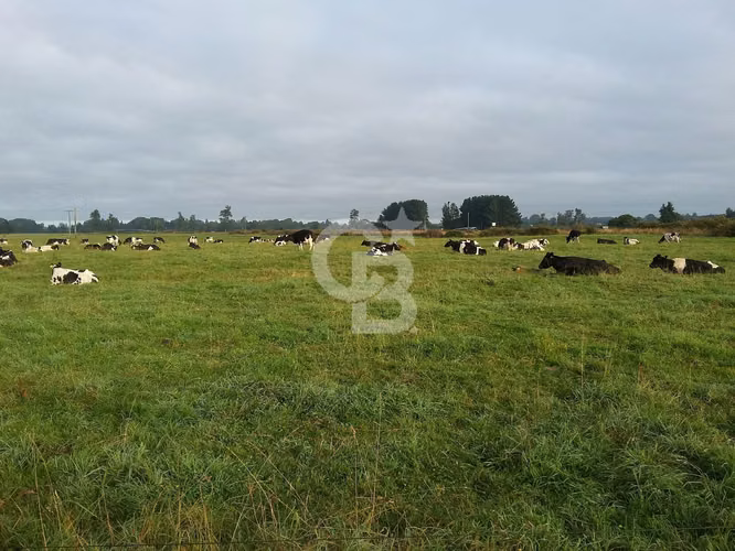 Campo Lechero de Alto Potencial - Osorno