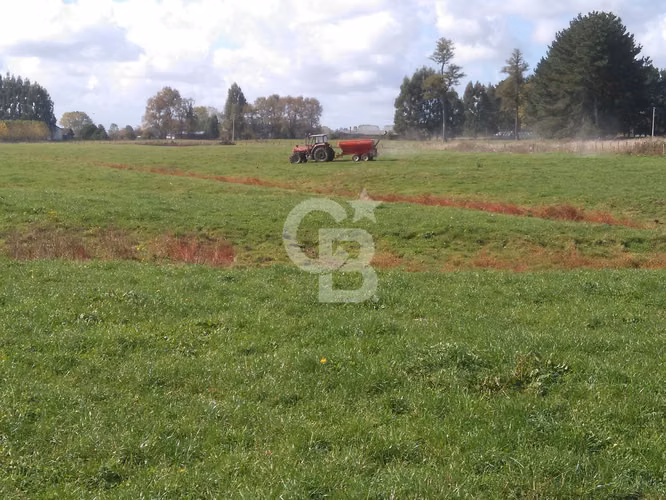 Campo Lechero de Alto Potencial - Osorno