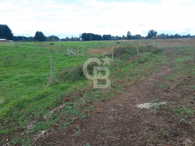 Campo Lechero de Alto Potencial - Osorno