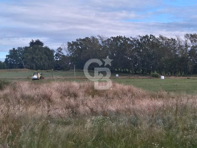 Campo Lechero de Alto Potencial - Osorno
