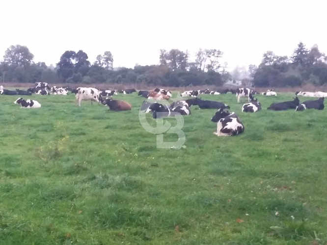 Campo Lechero de Alto Potencial - Osorno