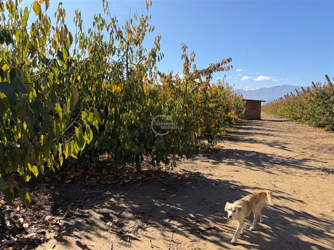 Agrícola en venta en Graneros