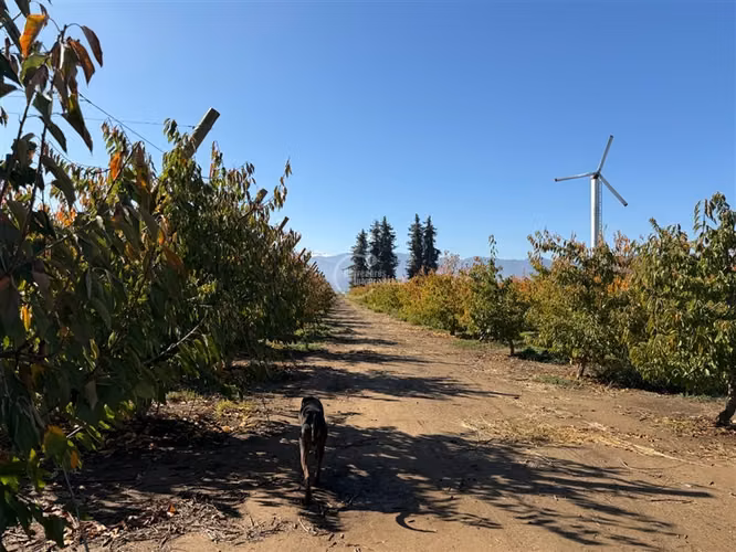 Agrícola en venta en Graneros