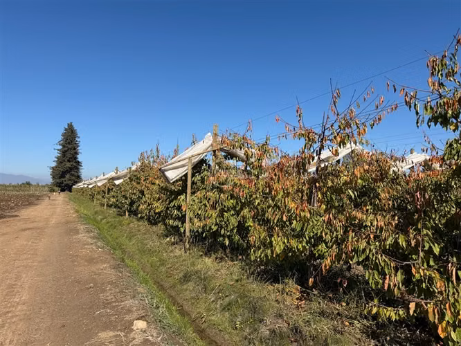 Agrícola en venta en Graneros