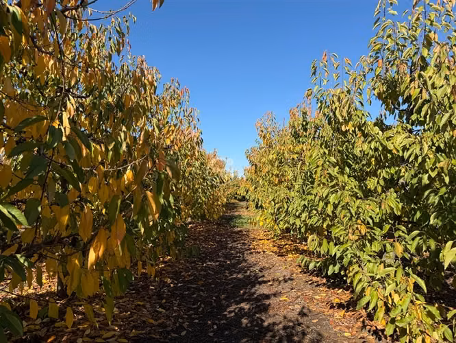 Agrícola en venta en Graneros