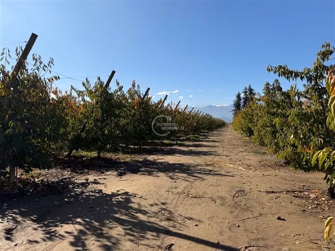 Agrícola en venta en Graneros