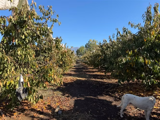 Agrícola en venta en Graneros