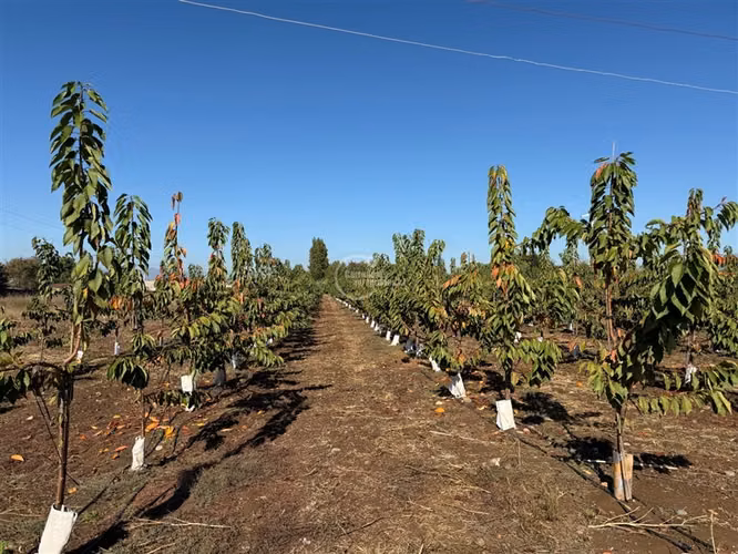 Agrícola en venta en Graneros