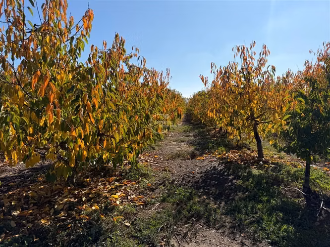 Agrícola en venta en Graneros