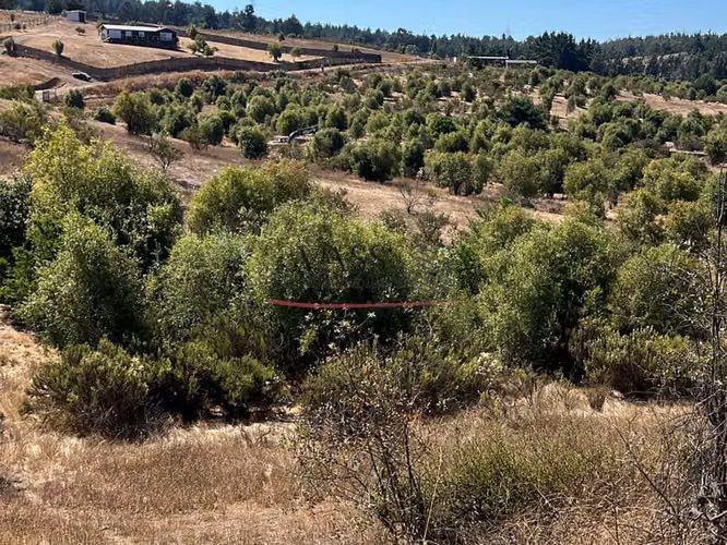 VASS Vende Terrenos 5.000m2 en Las Melosillas Valle Alegre