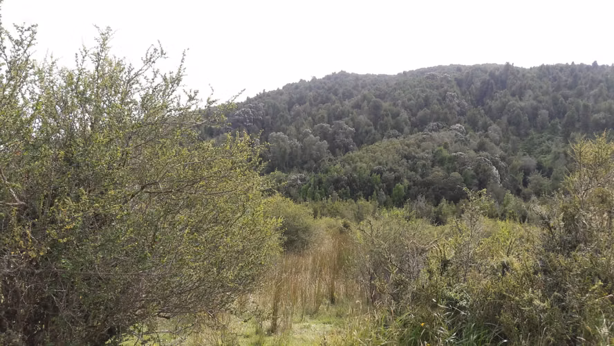 Vendo campo