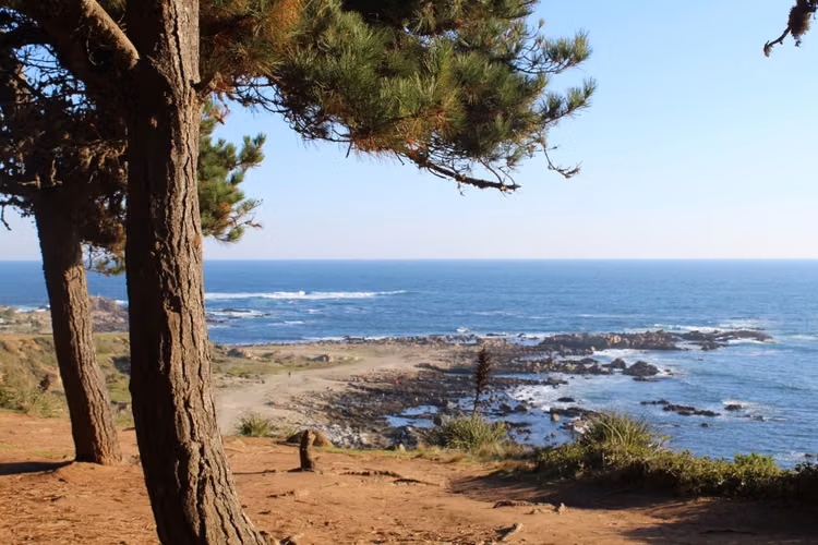 Cabañas bosques del canelo  . Solo a 100 metros de playa . El canelo