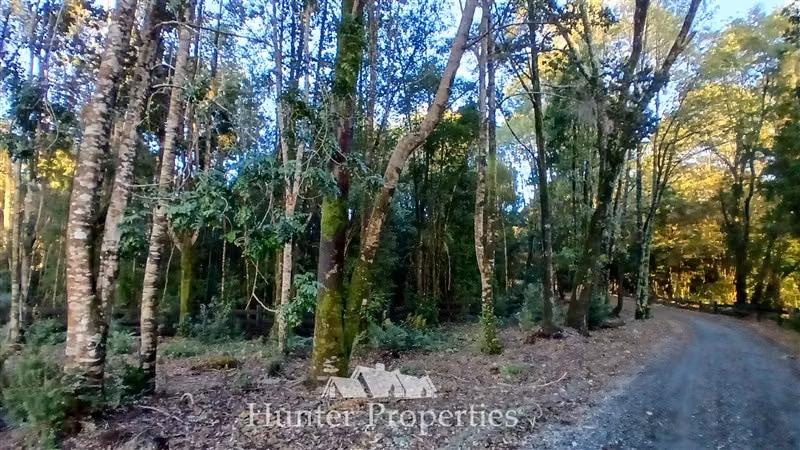 Parcela con bosque y vista volcanes en venta en Puerto Varas