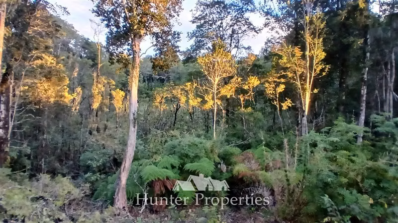 Parcela con bosque nativo y humedal en venta en Puerto Varas