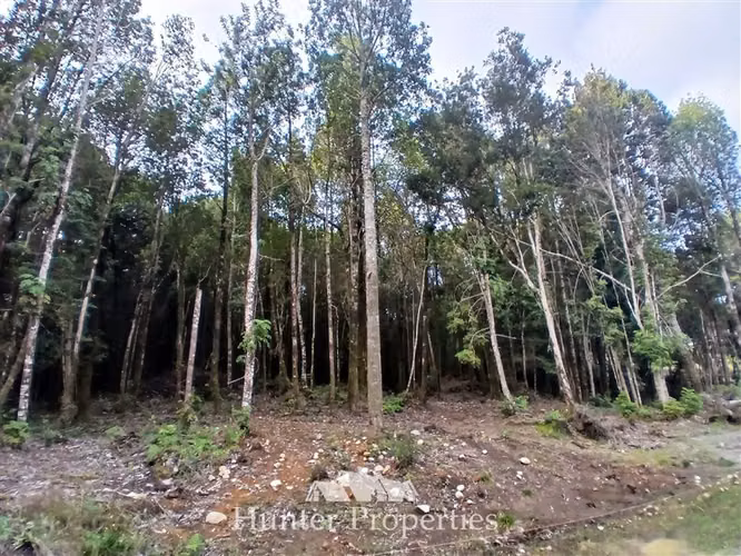 Parcela con bosque nativo en venta en Puerto Varas