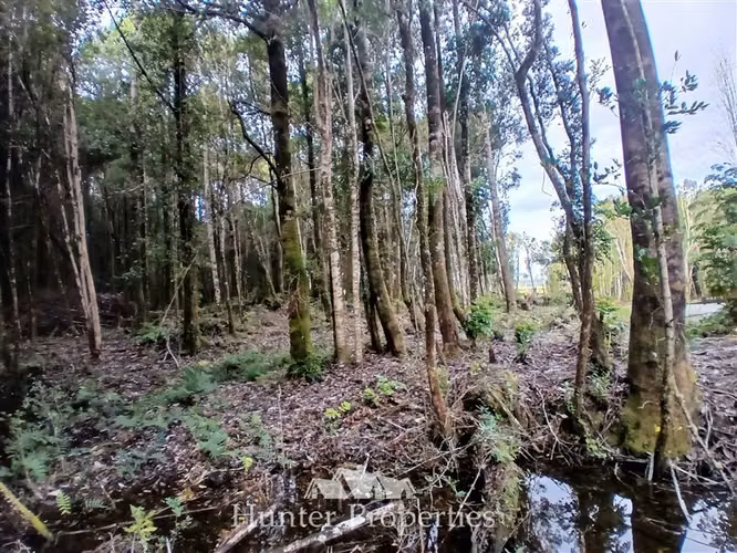 Parcela con bosque nativo en venta en Puerto Varas