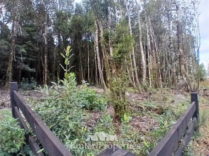 Parcela con bosque nativo en venta en Puerto Varas
