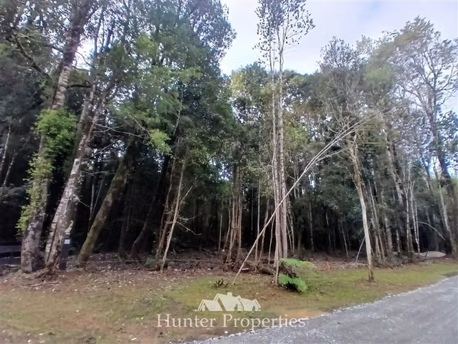 Parcela con bosque nativo en venta en Puerto Varas