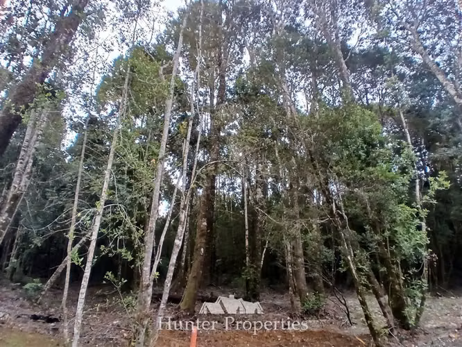 Parcela con bosque nativo en venta en Puerto Varas