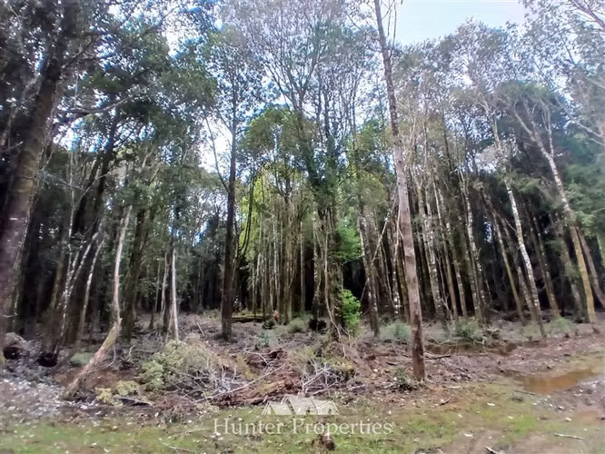 Parcela con bosque en venta en Puerto Varas
