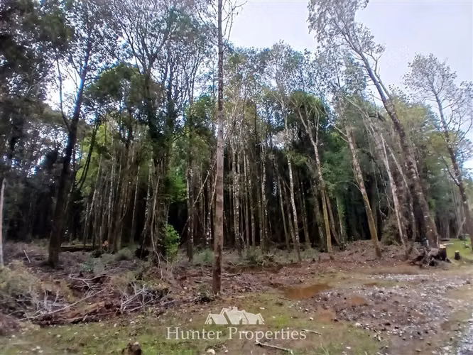 Parcela con bosque en venta en Puerto Varas