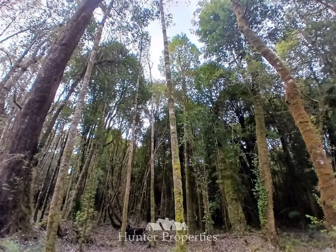 Parcela con bosque en venta en Puerto Varas