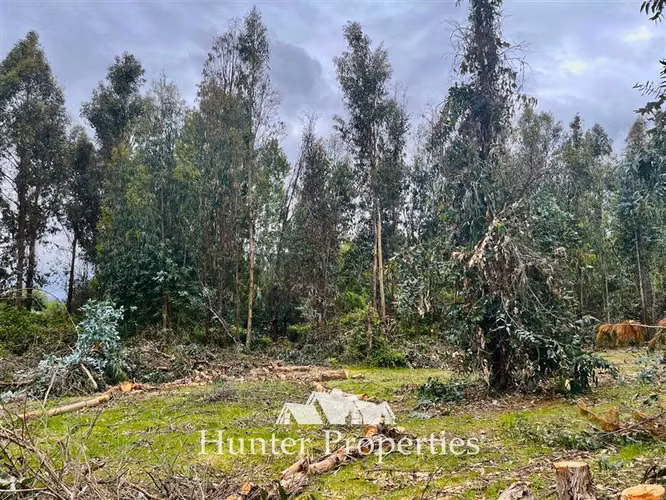 Parcela vta. 20.000 M2 a orillas de ruta 5 Sur - San Rafael