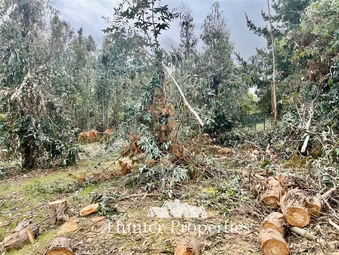 Parcela vta. 20.000 M2 a orillas de ruta 5 Sur - San Rafael