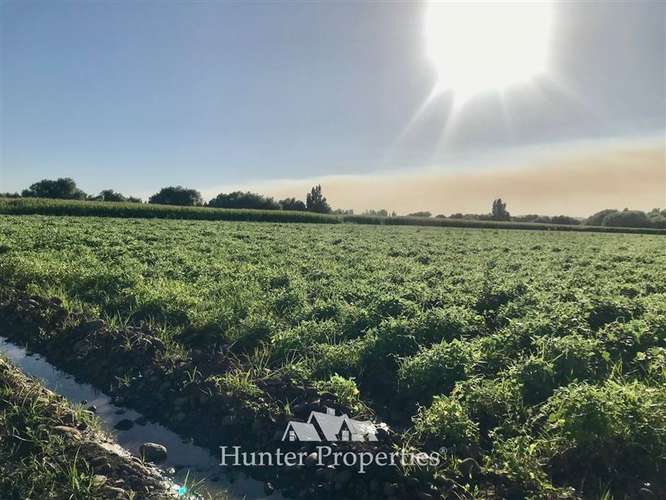 Sitio de 23,5 Ha en venta, sector el Sauce, Talca - Imagen 5