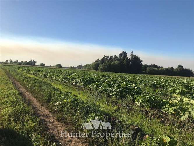 Sitio de 23,5 Ha en venta, sector el Sauce, Talca - Imagen 8