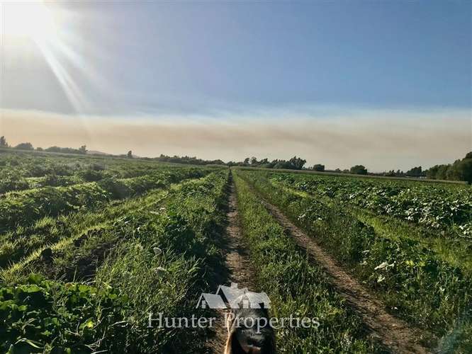 Sitio de 23,5 Ha en venta, sector el Sauce, Talca - Imagen 9