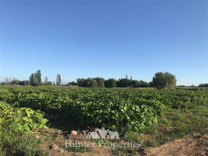 Agrícola en venta en Talca - Imagen 7